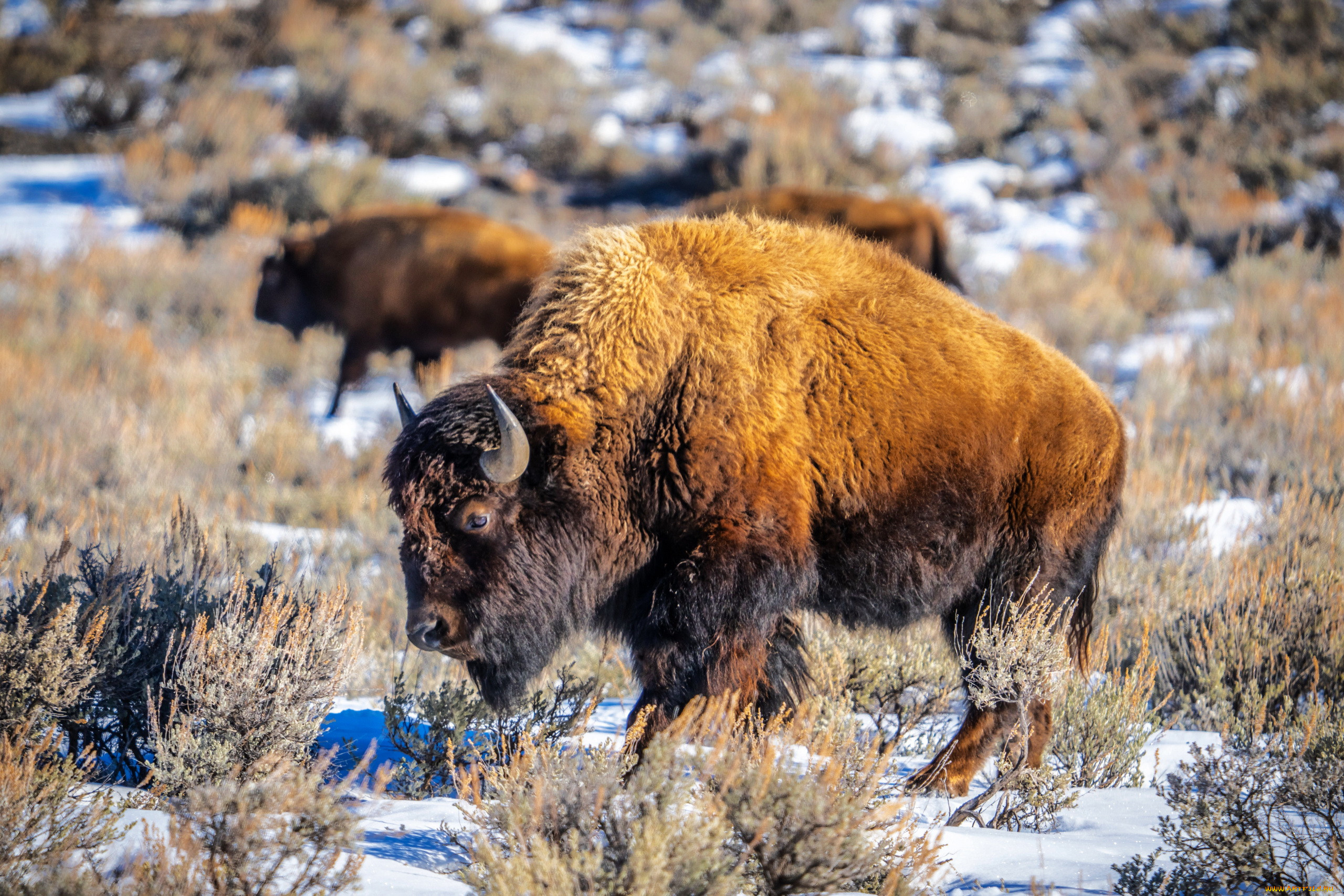 bison in yellowstone np, montana, , ,  , bison, in, yellowstone, np